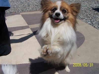 Dogs for Sale in CA